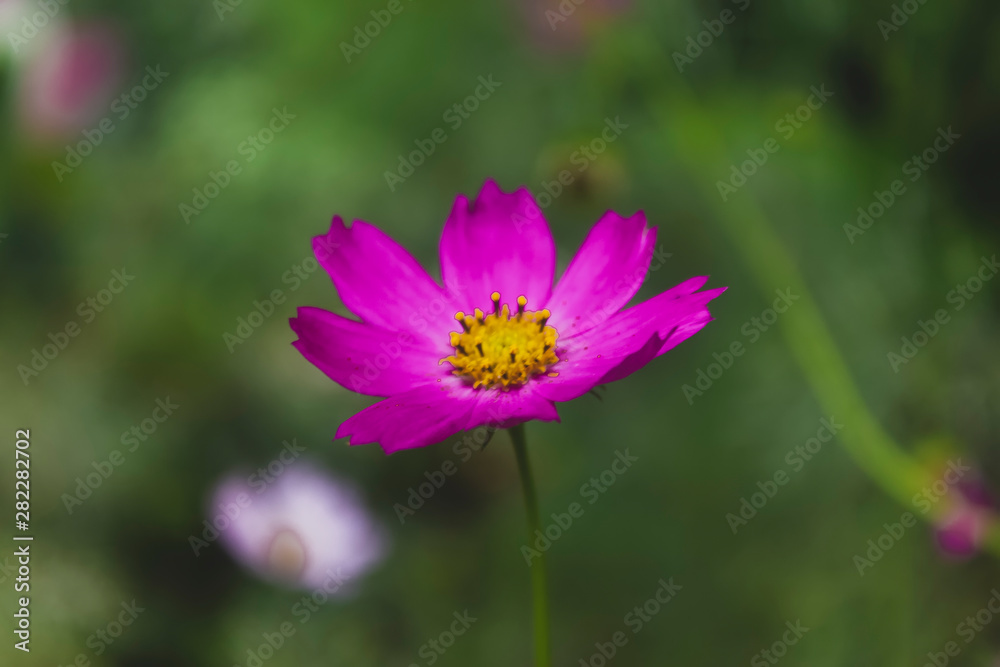 Close-up of pink cosmos flower with blur background. Soft abstract image of vivid cosmos flowers. Close-up of pink cosmos flower with blur background. Soft abstract image of vivid cosmos flowers.
