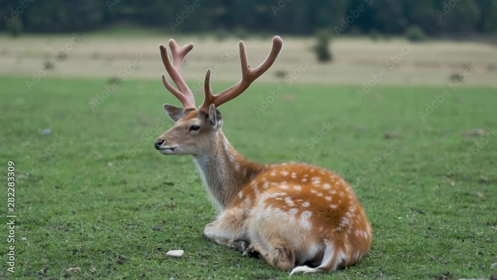 Spotted Deer in Nature. Deer lies on ground. Spotted Deer in Nature. Deer lies on ground.