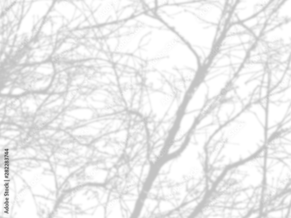 shadow of the tree branches that no leaves on white wall shadow of the tree branches that no leaves on white wall