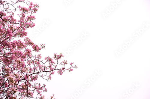 Tabebuia rosea trees or Pink trumpet blooming isolated on white sky background with copy space.