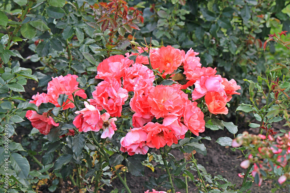 riot of flowers in the summer park riot of flowers in the summer park