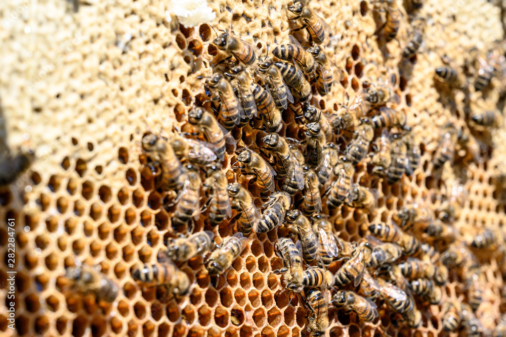 closeup of bees on honeycomb in apiary Honey bee selective focus closeup of bees on honeycomb in apiary Honey bee selective focus