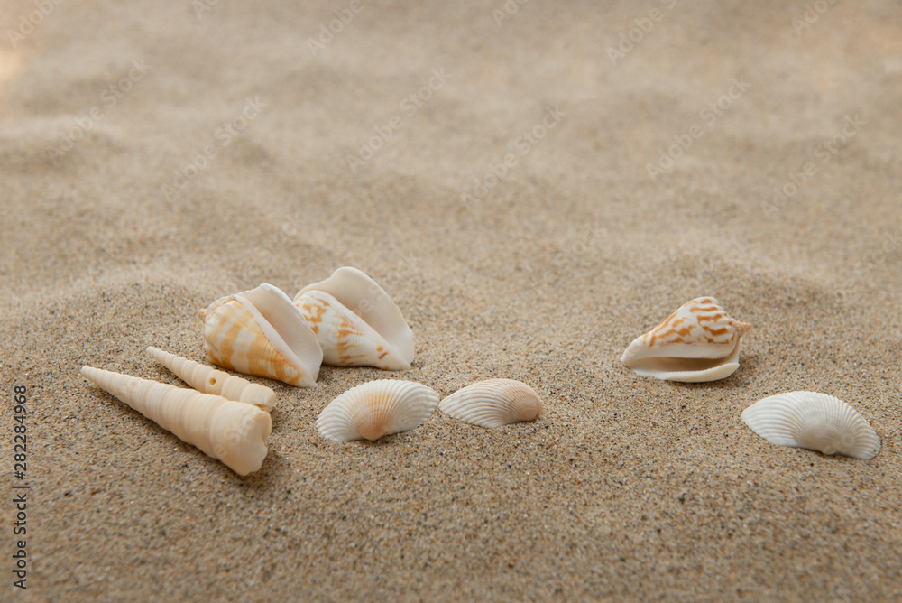 砂浜と貝殻 砂浜と貝殻