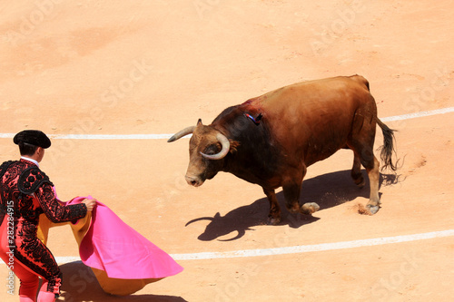 taurau de combat marron