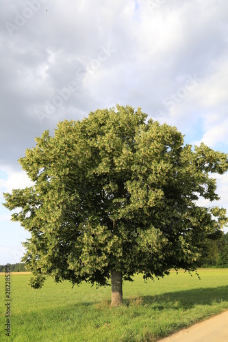 lindenbaum