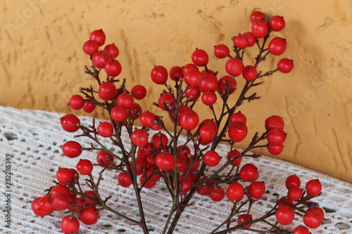 The fruits of the domestic nandina are bright red berries of 5-10 mm of diameter which ripen in late autumn and generally persist throughout the winter.
