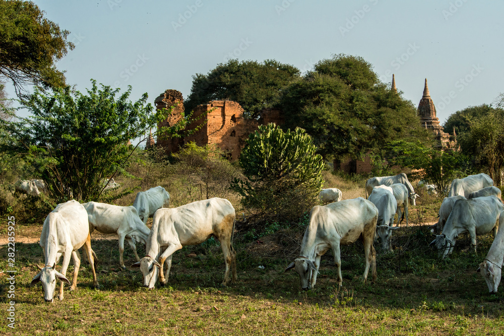 Obraz premium Bagan temple with cows