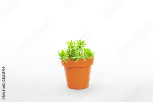 Suculent plant isolated on white background