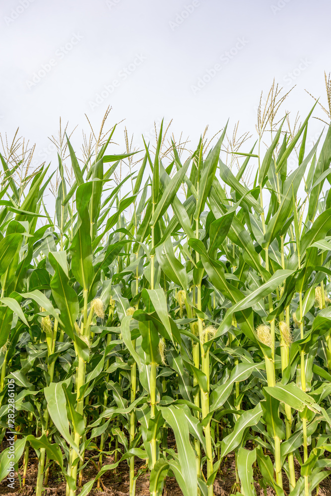 Cornfield close-up on sunny summer day. Agriculture, harvest and farm concept. Genetically modified and transgenic corn for export, produced in Mato Grosso, Brazil. Cornfield close-up on sunny summer day. Agriculture, harvest and farm concept. Genetically modified and transgenic corn for export, produced in Mato Grosso, Brazil.