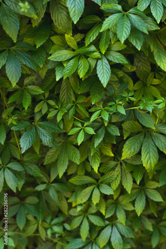Leaves of decorative grapes.