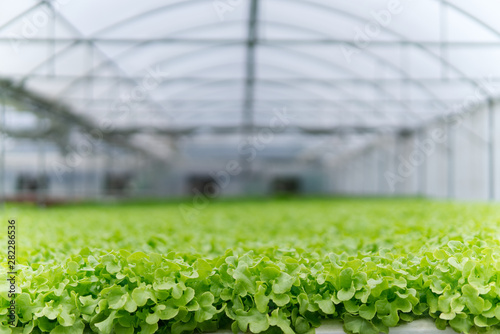 Murais de parede Fresh 100% organic of green salad such as green oak, red oak, cos lettuce in hydroponic greenhouse farm