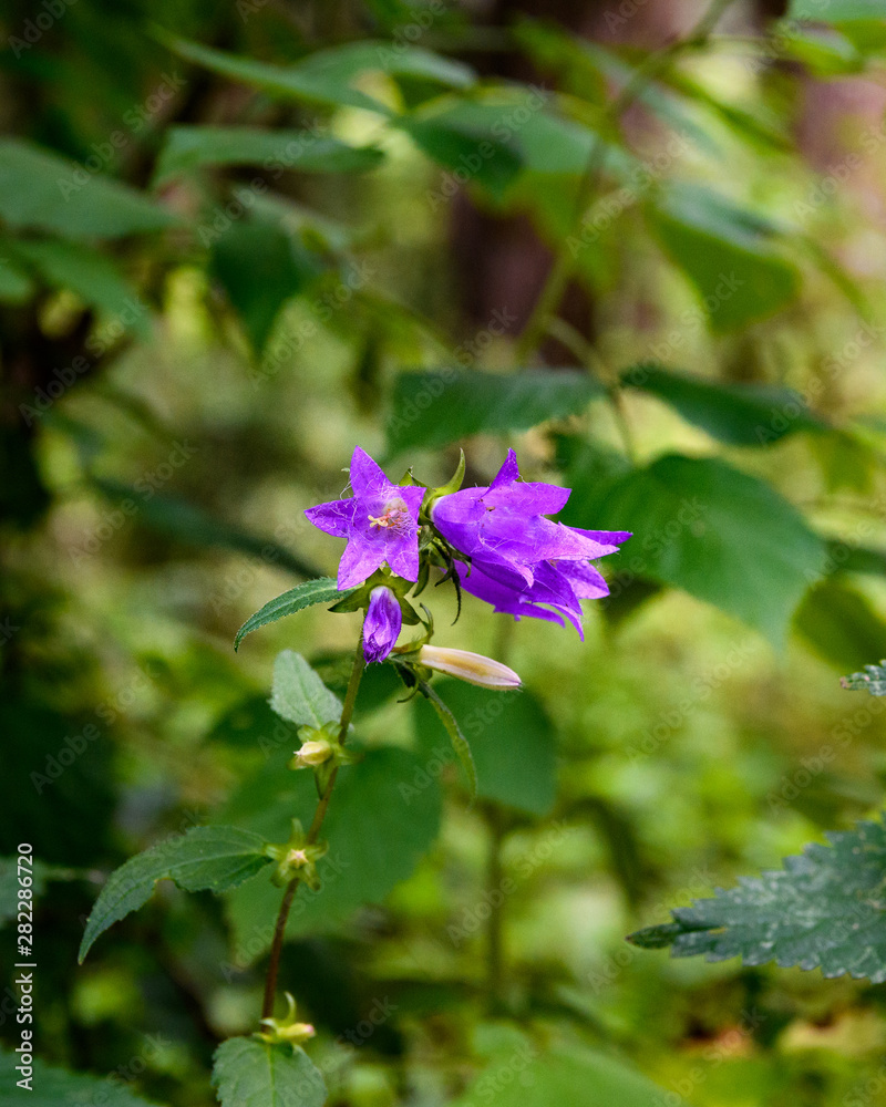 A purple Campanula latifolia or giant bellflower on green background A purple Campanula latifolia or giant bellflower on green background