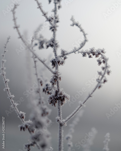 Seed heads with frost