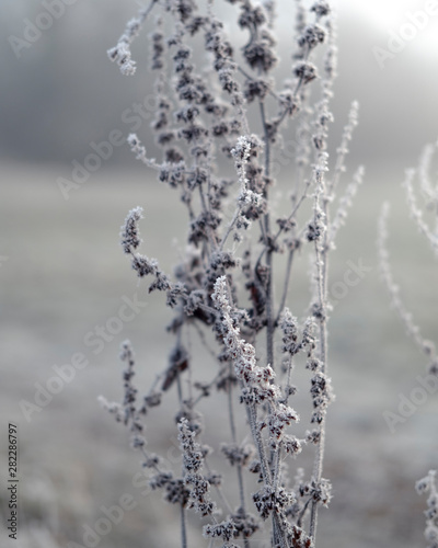 Seed heads with frost