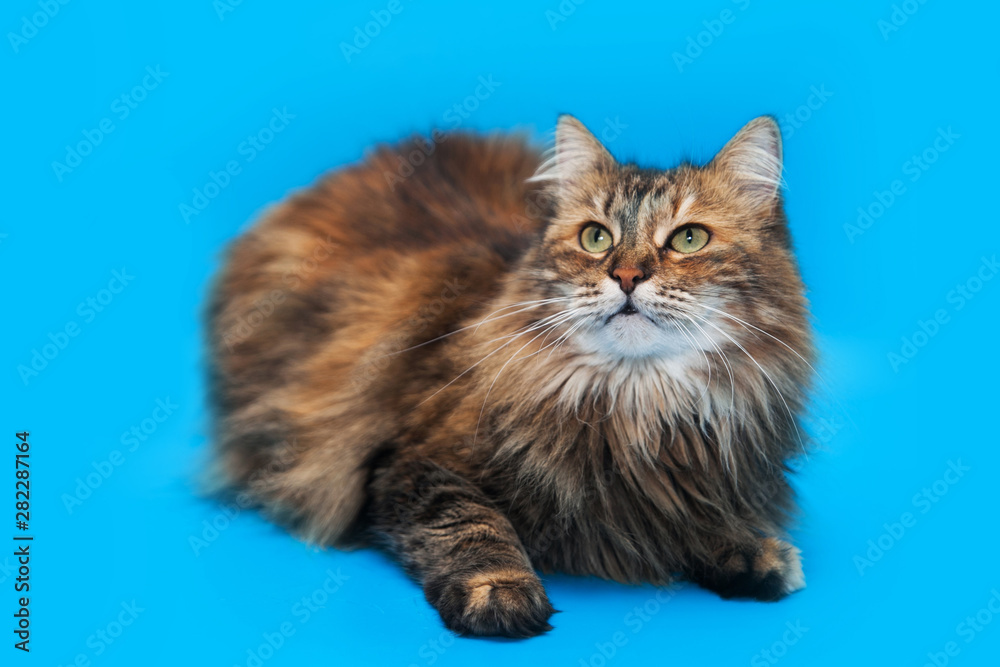 Portrait of adult fluffy striped cat with green eyes on a blue background isolated. Free space for text mockup