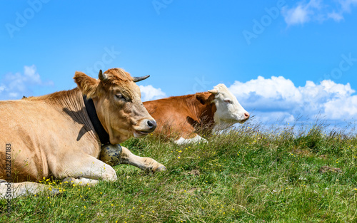 Two cows lying on green grass on a hill and blue sky with some clouds in Styria, Austria