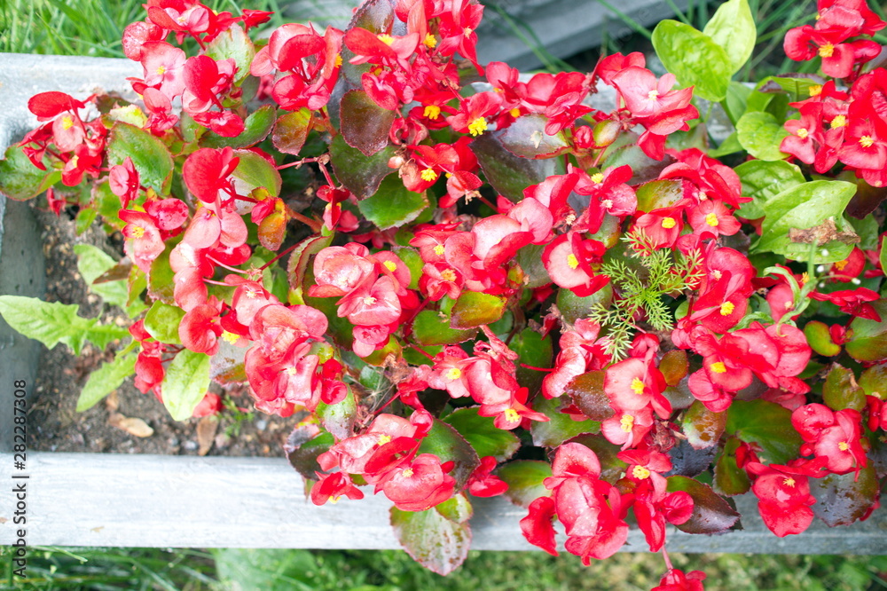 red flowers in the flowerbed on a summer day red flowers in the flowerbed on a summer day