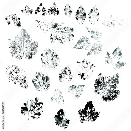 Black prints of leaves of oak, birch, mountain ash, mulberry, beans, linden, hawthorn, viburnum plant art design element object isolated stock vector illustration for web, for print