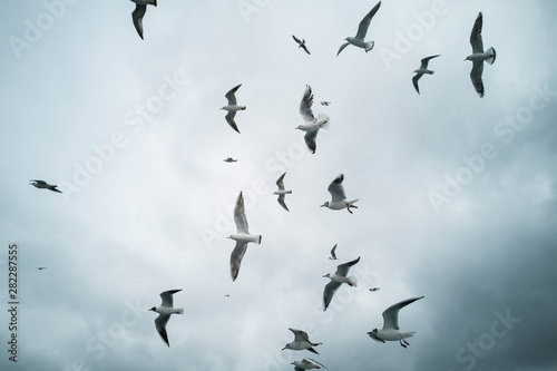 Seagulls flying in the sky © enginakyurt