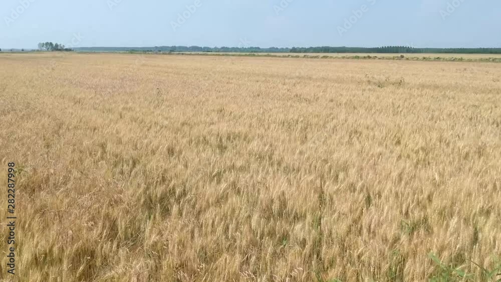 Wheat field. Aerial view. Flight above the ripe wheat field. Wheat field. Aerial view. Flight above the ripe wheat field.