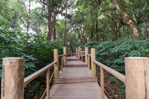 Wood bridge in forest  nature trail tree nature  Doi Inthanon  Chiang Mai  Thailand.