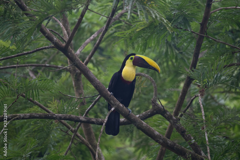 Keel-billed Toucan - Ramphastos sulfuratus, large colorful toucan from Costa Rica forest with very colored beak. Keel-billed Toucan - Ramphastos sulfuratus, large colorful toucan from Costa Rica forest with very colored beak.