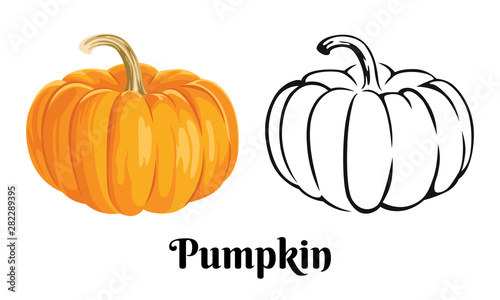 Vector pumpkin isolated on white background. Color cartoon illustration of an orange vegetable and black and white simple outline icon.