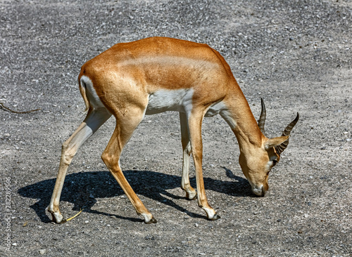 Persian goitered gazelle male. Latin name - Gazella subgutturosa photo