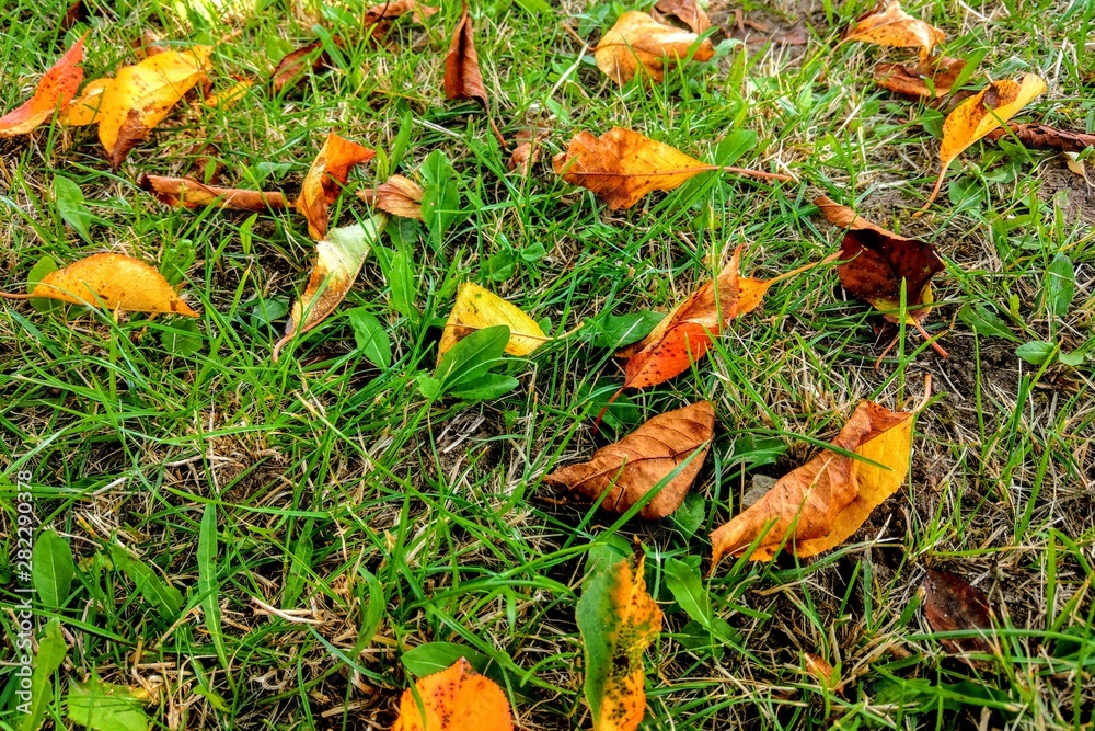 Yellow leaves on the grass, autumn time, nature background, seasonality. Yellow leaves on the grass, autumn time, nature background, seasonality.