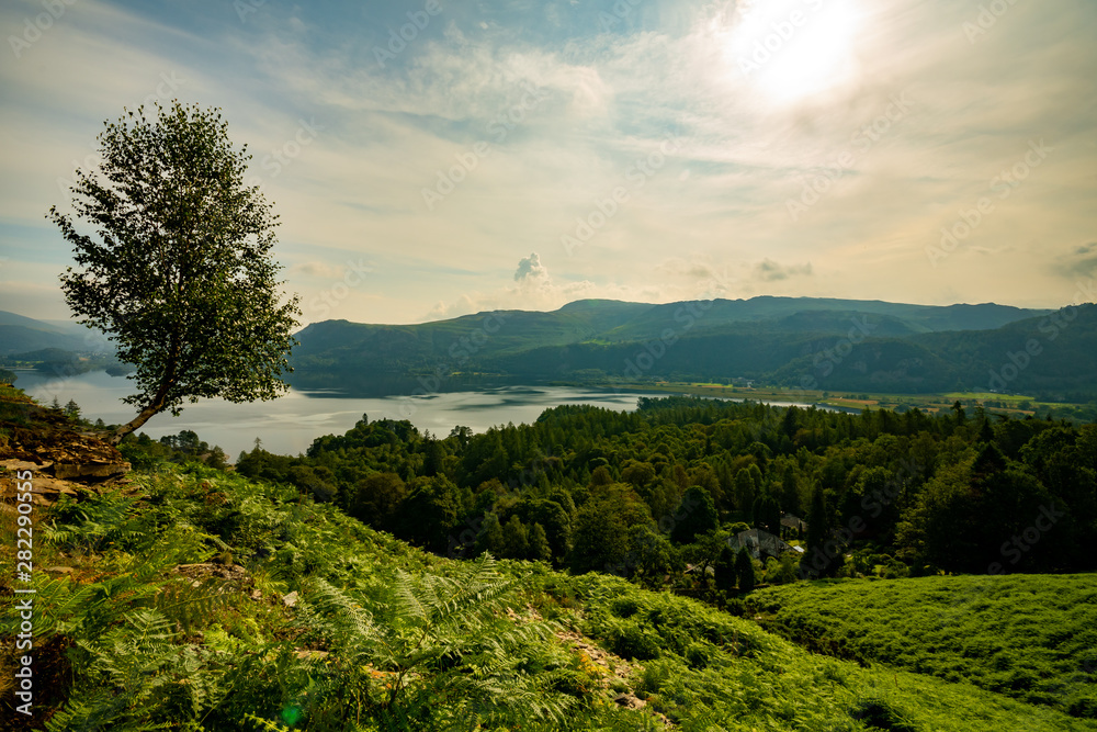 Obraz premium Lonely tree at the mountain with lake, mountains and forest in the background during sunrise with clouds in the sky - Lake District, United Kingdom