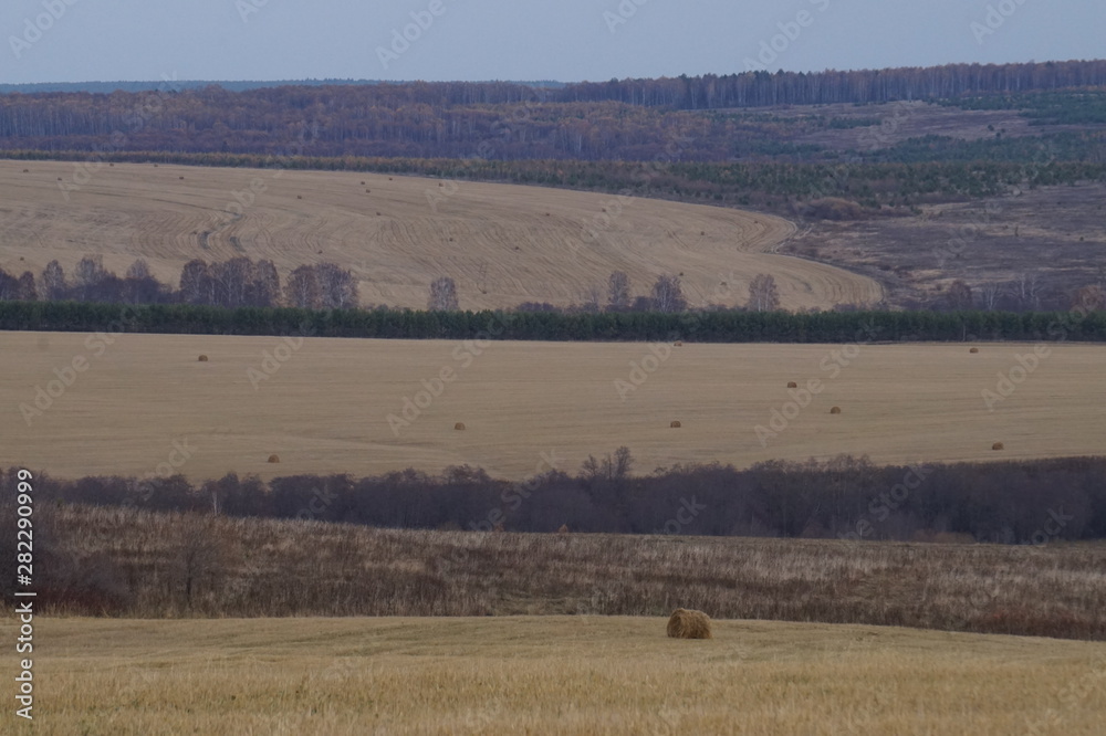 Obraz premium herd of cows