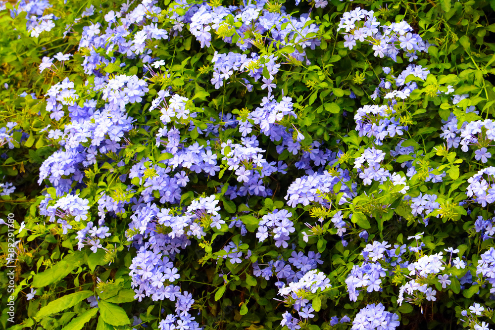 white plumbago or cape leadwort purple bouquet flower blooming white plumbago or cape leadwort purple bouquet flower blooming
