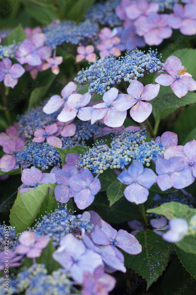 Japanese Hydrangea Serrata/Mountain hydrangea blooming in summer Japanese Hydrangea Serrata/Mountain hydrangea blooming in summer