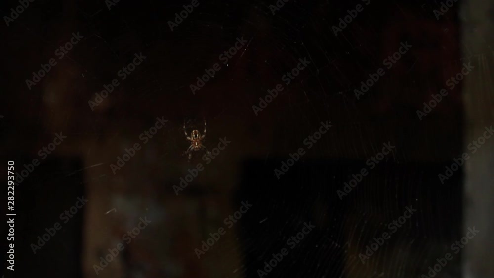 Spider and cobweb in the window of an abandoned house. Dark scary horror scene. Spider and cobweb in the window of an abandoned house. Dark scary horror scene.