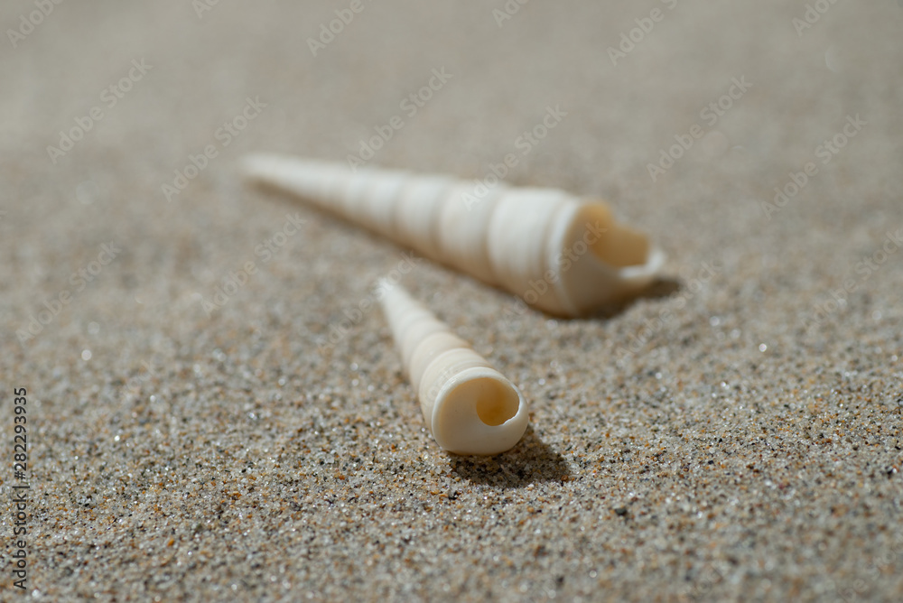 砂浜と貝殻