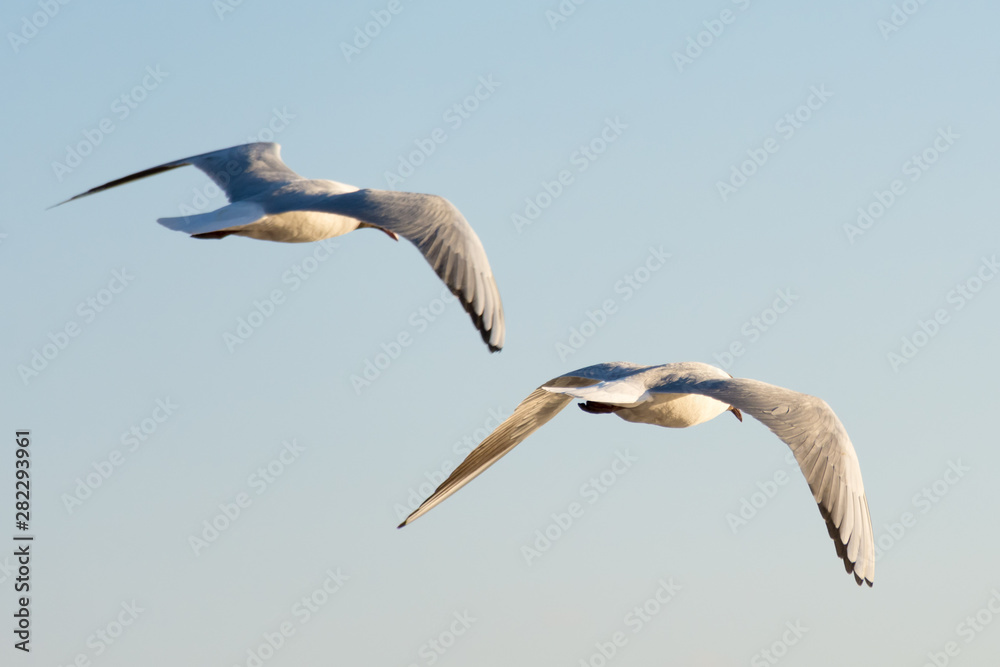 Obraz premium two gulls fly into the distance