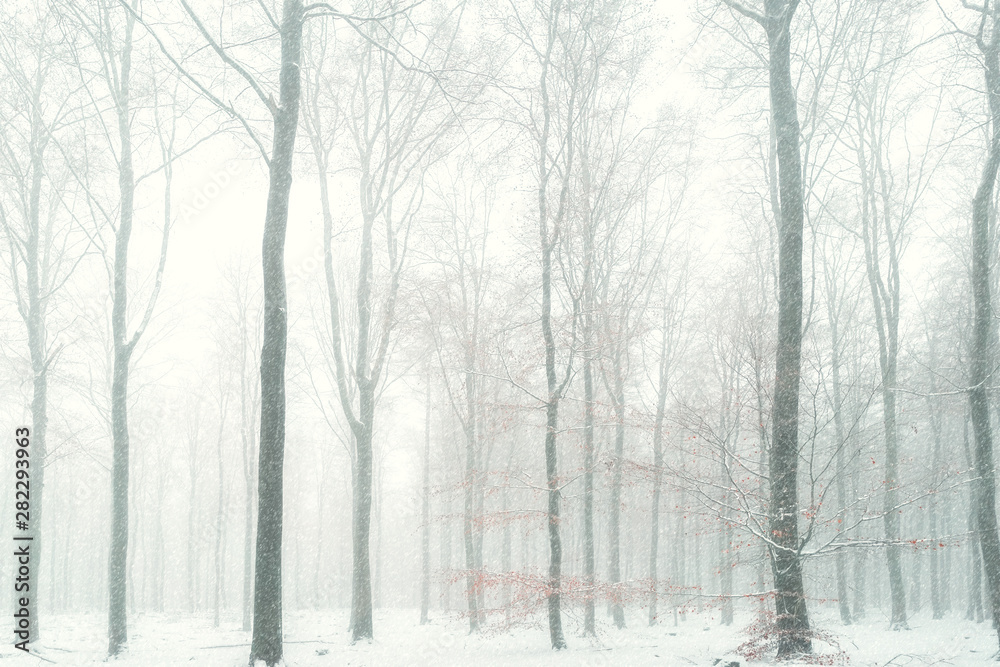 Naklejka premium Winter Wald