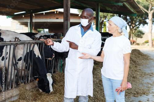 Veterinarian and farmer cows at farm © JackF