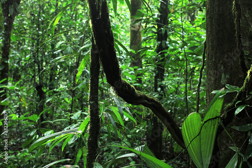 Foto view of beautiful and mystical untouched jungle of French Guiana