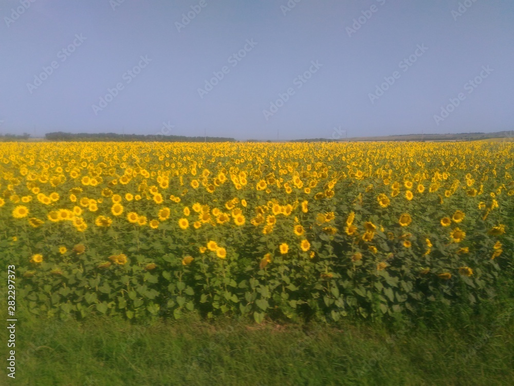Obraz premium flowers