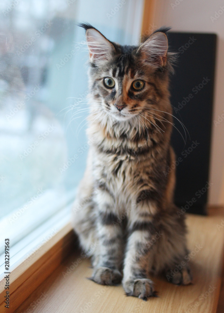 portrait of a beautiful adorable young maine coon kitten cat sitting on a window sill  