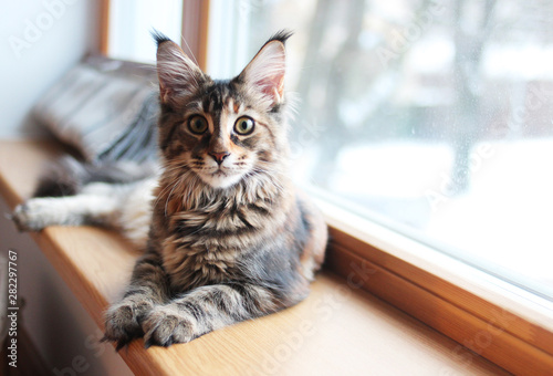 portrait of a beautiful adorable young maine coon kitten cat sitting on a window sill 
