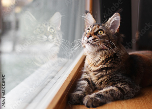 portrait of a beautiful adorable young maine coon kitten cat sitting on a window sill  with a reflection on glass