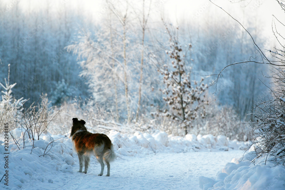 Naklejka premium dog in snowy winter forest background. a hike in empty winter woods with dog.