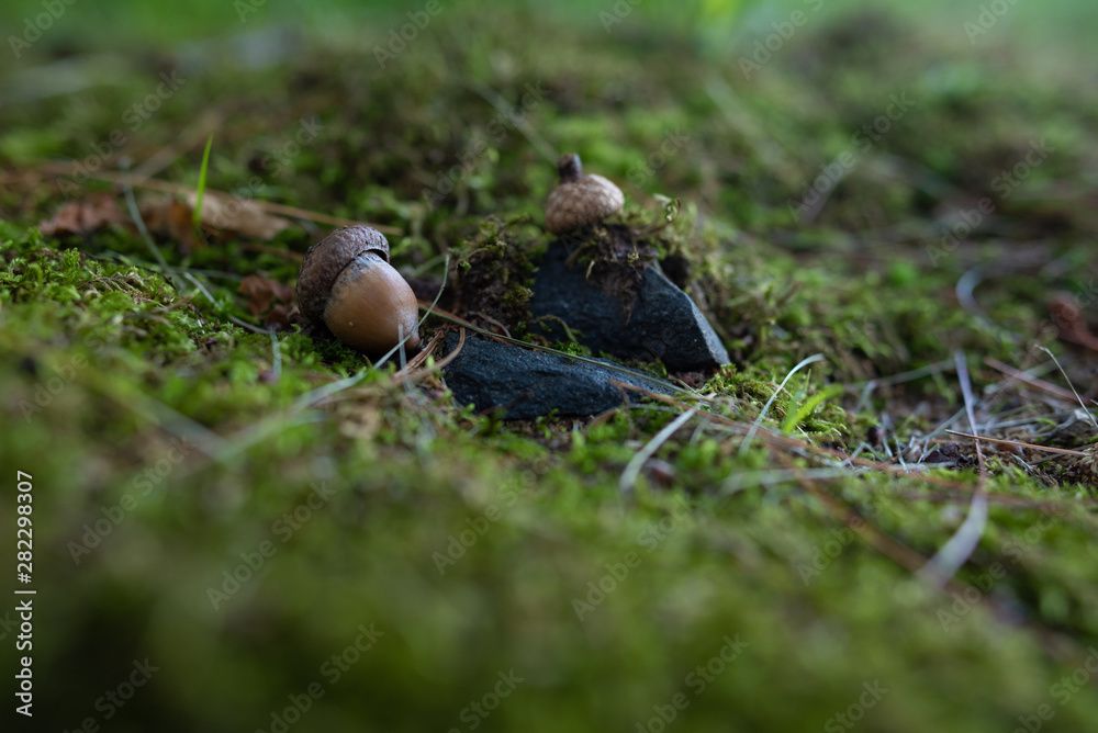 Forest Floor Forest Floor