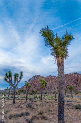 Joshua Tree Blue Sky