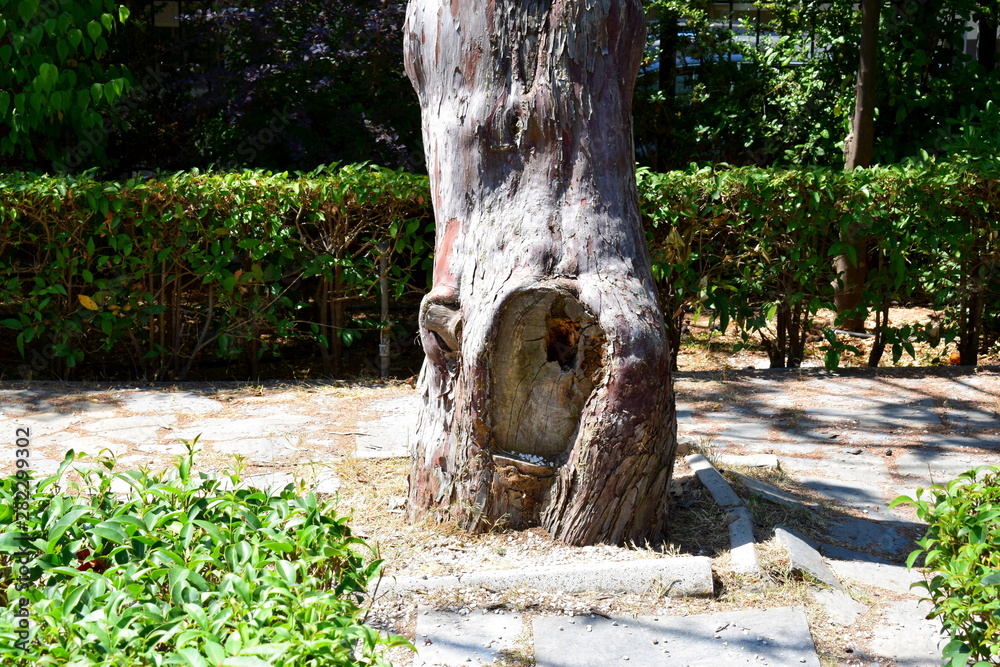 Obraz premium tree in a park