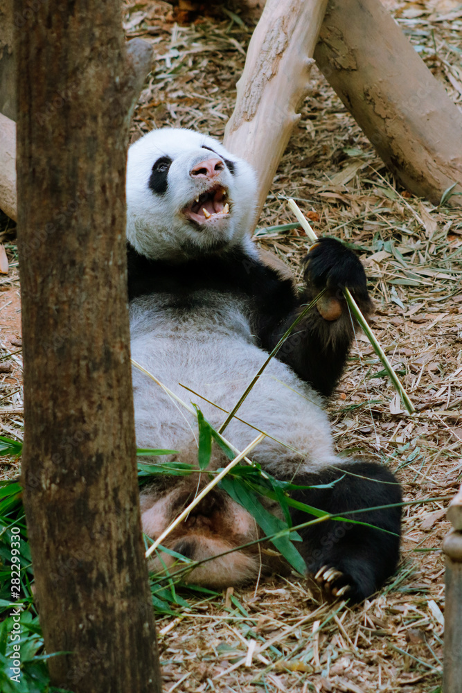 Fototapeta premium Singapore, 2 Aug 19: Pandas (Jia Jia and Kai Kai) in River Safari enclosure