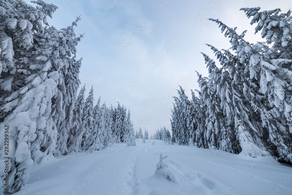Fototapeta premium Beautiful winter landscape. Dense mountain forest with tall dark green spruce trees, path in white clean deep snow on bright frosty winter day.