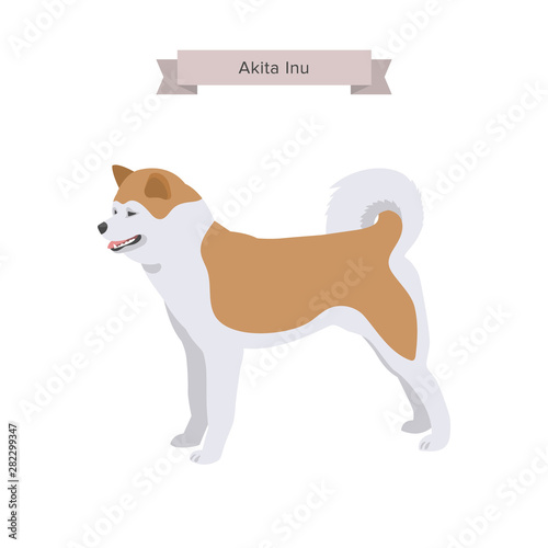 Akita Inu dog breed. Vector Illustration. Isolated on white background
